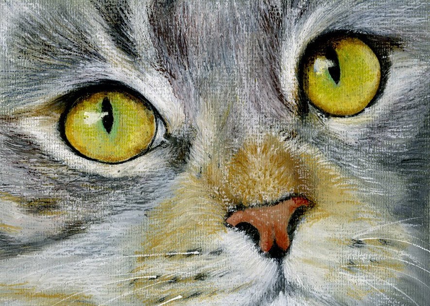 Post navigation However, if your cat develops a skin condition, coconut oil is a natural remedy that can be applied topically or given orally to improve skin and coat. Uses of Coconut Oil Coconut oil can be used to improve a variety of conditions, including thyroid, digestion, fatigue and diabetes.
